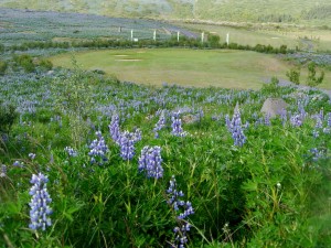 The par-3, 13th hole at Urriðavöllur the golf course of Golf Club Oddur (GO) is a favorite of many Icelanders. Photo: Golf 1