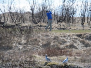 Die Schneehühner auf dem 8. fairway des par-3 Lochs auf Strandarvöllur, Hella, am 1. Maí 2013. Foto: Golf 1